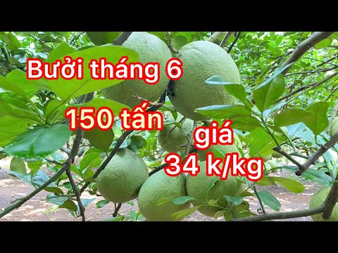 Cập nhật giá bưởi tháng 6 vườn 150 tấn chốt giá 34 k/kg