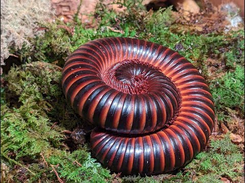 Mnohonôžka obria (Archispirostreptus gigas) — výhody, nevýhody a kompletný sprievodca chovom
