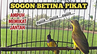 Download lagu CUIT..CUIT..SOGON BETINA PIKAT MEMANGGIL JANTAN mp3