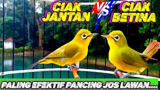 Download lagu CIAK BETINA VS CIAK kecial kuning JANTAN | PALING EFEKTIF PANCING EMOSI & JOS LAWAN 💯 BIKIN GACOR mp3