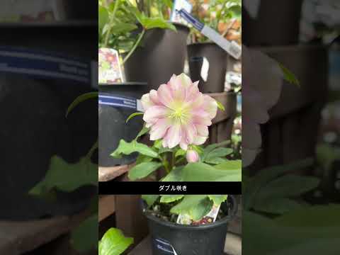 クリスマスローズを使ったデコレーションアイデア10選 植物