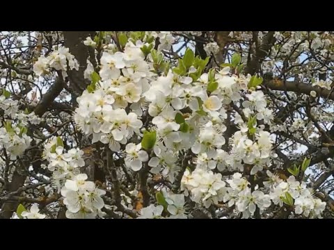 Kirsche. Sie schien eine Königin unter den Apfelbäumen zu sein.