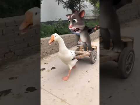 My Talking Tom funny YouTube shorts #youtubeshorts #talkingtom