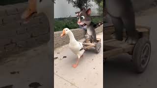 Download lagu My Talking Tom funny YouTube shorts #youtubeshorts #talkingtom mp3 Download lagu My Talking Tom funny YouTube shorts #youtubeshorts #talkingtom mp3