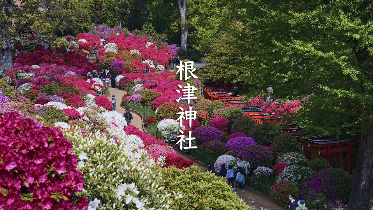 Nezu Shrine Azalea Garden