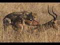 Cheetah Hunts And Kills An Impala Kruger National Park South Africa