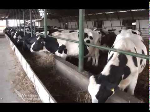 Farma krava i proizvodnja mleka u Malom Pesku   U nasem ataru 533