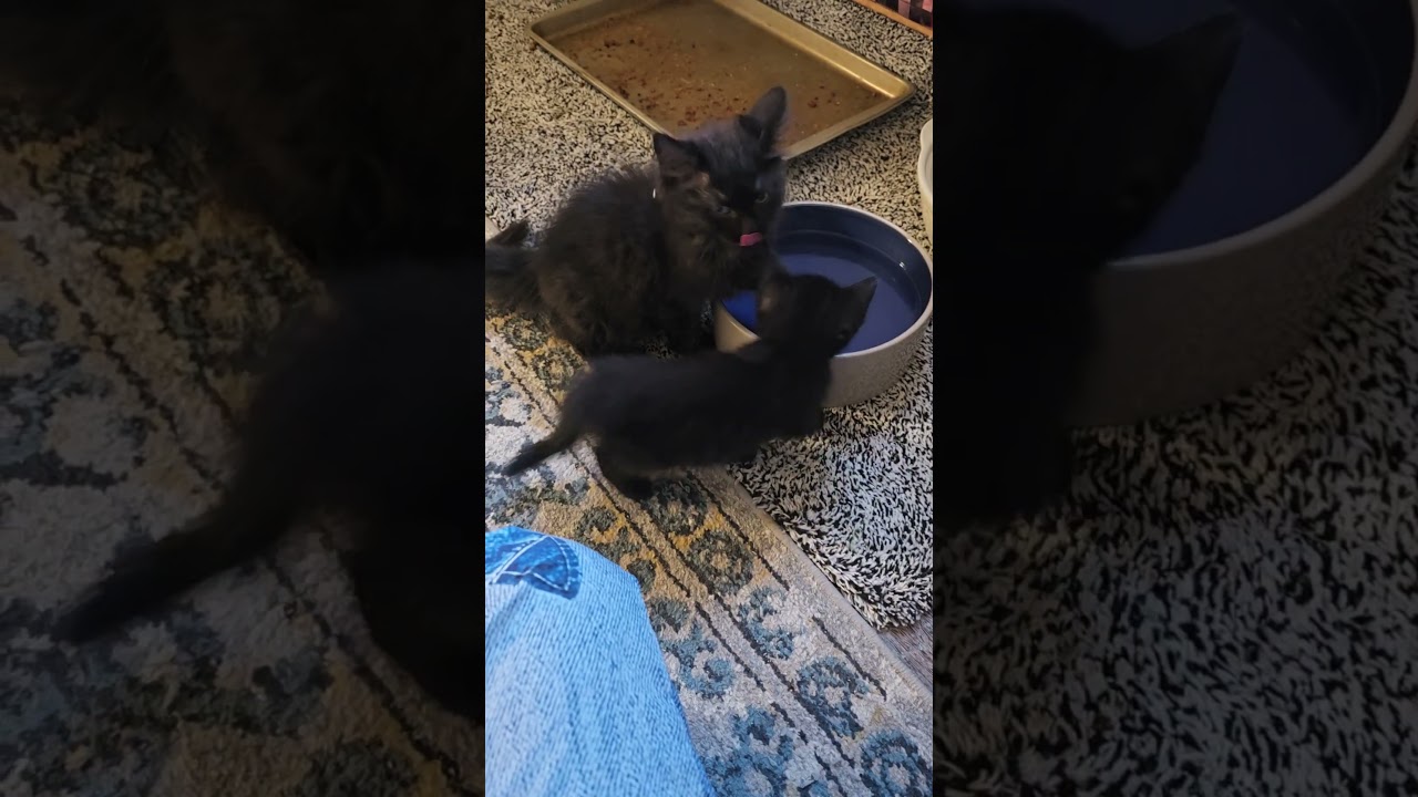 Enlarge Toast, a Adopted Domestic Short Hair in Jamesville, NY video 5/5