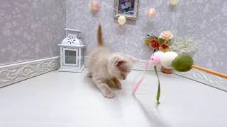 ブリティッシュショートヘアの動画01