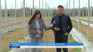 Mirëmëngjesi Kosovë - Kultivimi i boronicës në Kosovë 11.05.2023