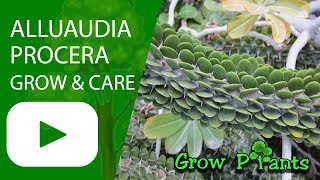 Alluaudia procera - grow & care