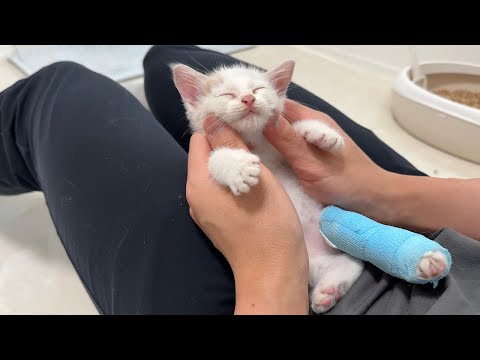 怪我してた生後1か月の子猫を連れて帰ったら初日でまさかのこうなっちゃいました…笑