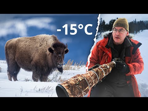 Fotografieren Sie die ERSTAUNLICHE WILDTIERE von Yellowstone!