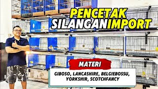 Download lagu LIVESTOCK MATERIAL Review‼️IMPORTED CROSSBREED SPECIALISTS IN THE HEART OF JOGA CITY... mp3 Download lagu LIVESTOCK MATERIAL Review‼️IMPORTED CROSSBREED SPECIALISTS IN THE HEART OF JOGA CITY... mp3