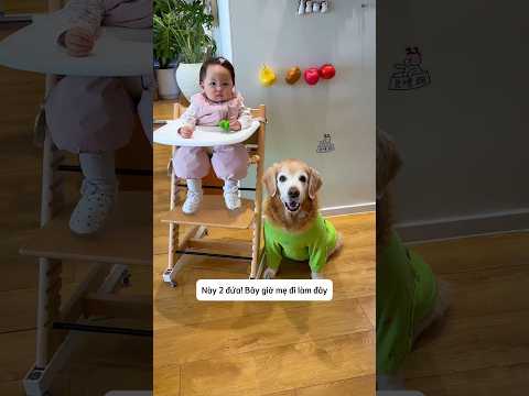 Mẹ đi làm, chú chó ở nhà trông em bé và cái kết #shorts