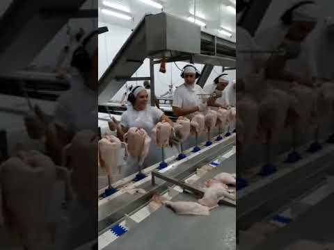 Esteira de cone para cortes