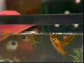 Ernie And Bert Watch Goldfish Classic Sesame Street