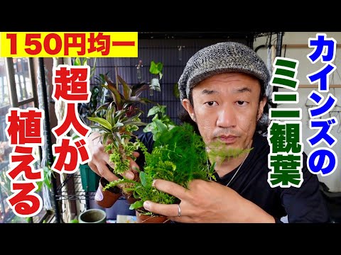 園芸 ミニ植物