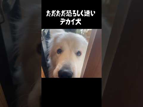 ピレニアン・マスティフ