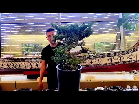 Jason Chan demonstration at Kofu Kai Bonsai club show 9.23.23