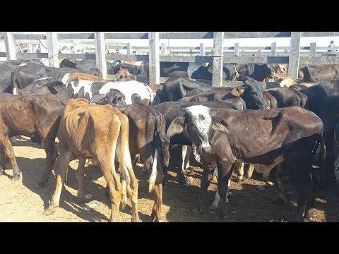 Bezerros apartir de 500 reais Feira de gado em Dois Riachos Alagoas 03/12/25#nordeste