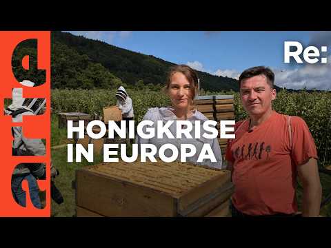 Gepanschter Honig | ARTE Re:
