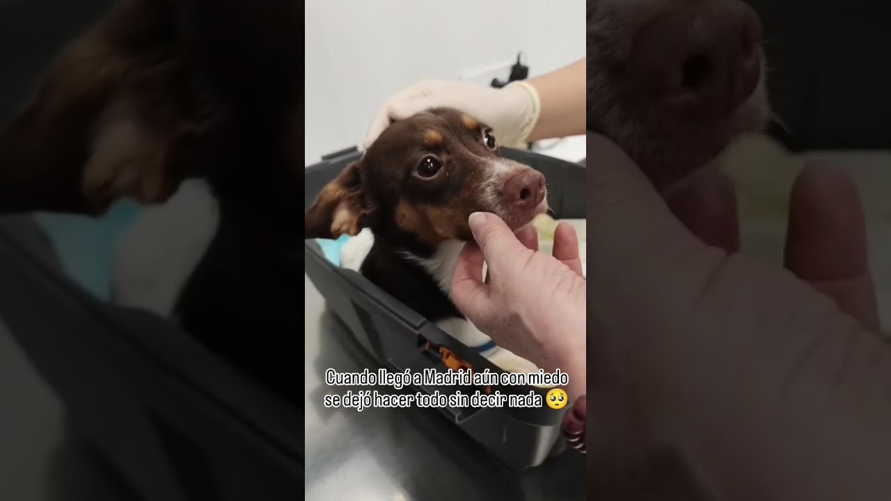 YouTube Short: 🐾 ELVIS NOS NECESITA 🐾