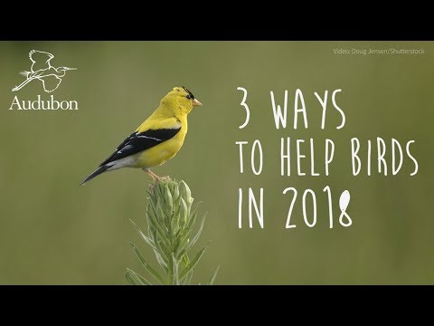 3 Ways to Help Birds | National Audubon Society