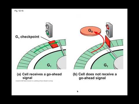 Cell Cycle, BIO105 Introductory Biology, David Champlin, USM