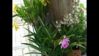 Copy of Swiss Paradise Villa - Garden Nursery