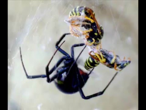 Kot Zibi Adi -  Życie to pajęczyna