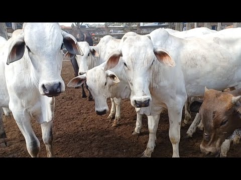 FEIRA DE GADO DE CAMPO GRANDE-AL 👍 29/11/2025 #nordeste 