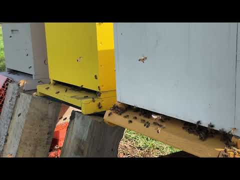 Snama pored košnica dok pčelice marljivo rade, uživajte pjesmu njihovog leta ~ snama by the hive