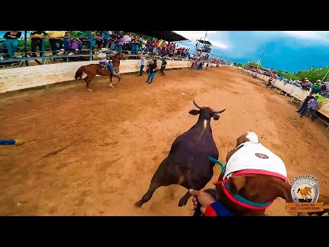 Toros coleados con Go-Pro y Dron full adrenalina Encerrona Agapica Zulia salida 1 turno 8 en HD
