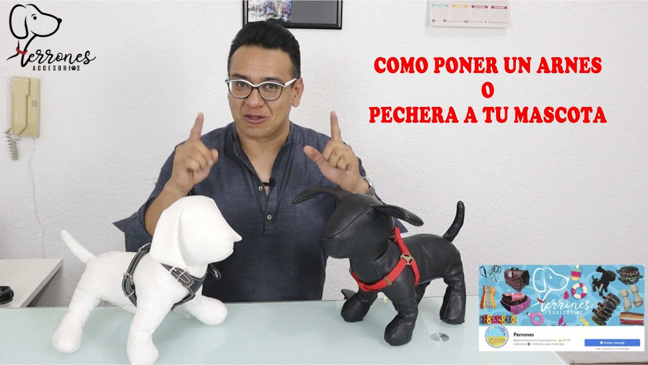 COMO PONER UNA PECHERA O ARNES A TU MASCOTA FACIL Y RAPIDO!!