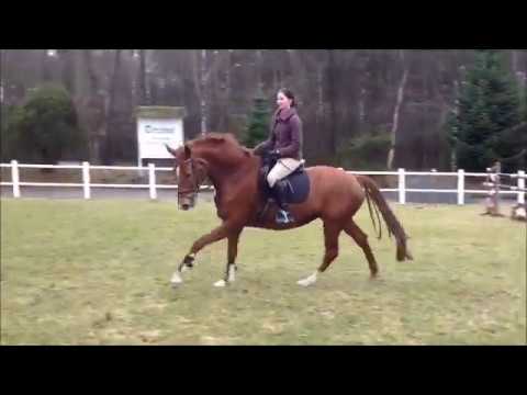 6jährige Fürst Nymphenburg- Borneo