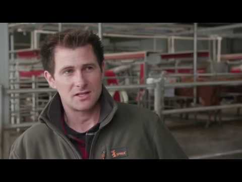 Large robotic milking farm in Australia