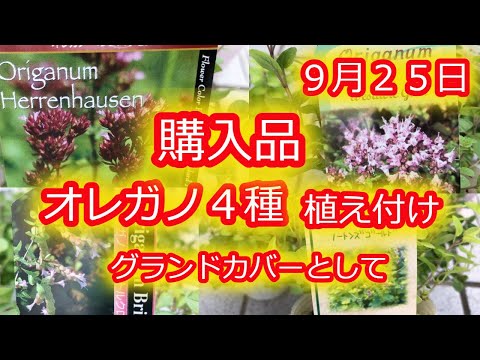 オレガノの乾燥: とても簡単です 植物