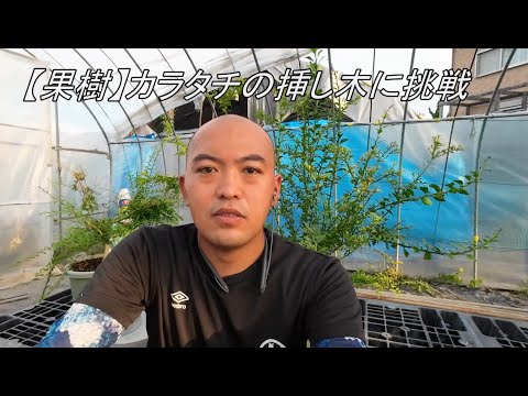 園芸 ライムクワット