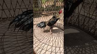 Download lagu ayam Wido/jalak mp3