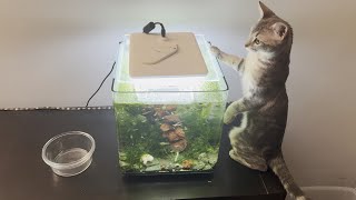 What Kittens Actually Want from Aquariums