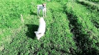 Baby Girl Is Being Raised By Six German Shepherds | The Dodos, TSDTY