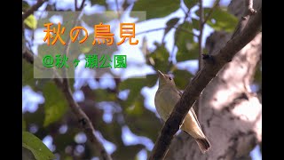 秋のちょい鳥見　@秋ヶ瀬公園