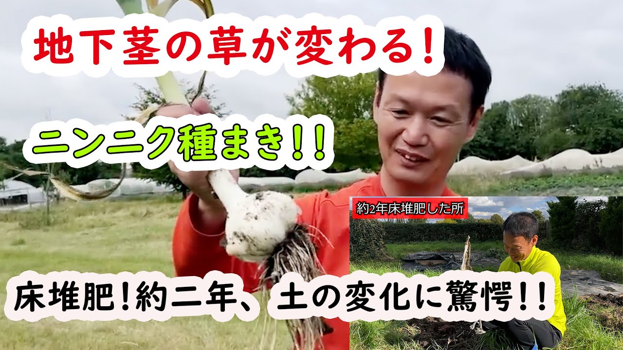 ニンニク10年連作と落ち葉の土作り