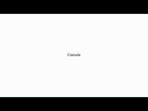 Crassula PRONUNCIATION