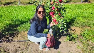 Apple picking in Sept 2024
