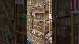 Download lagu Perkutut bangkok harga 100k Viral di Surabaya‼️ #perkututbangkokgacorsuarabesar mp3