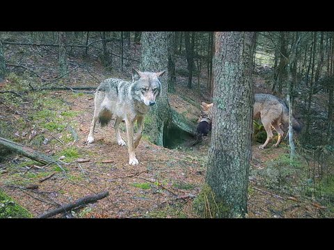 Wolves den no more in open couches.