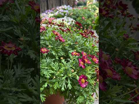 機能的で美しく、耐久性のある雨の庭を作るにはどうすればよいでしょうか?初心者向けの無料ガイド！  庭園