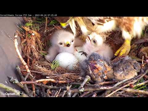Egg #2 Hatches In Cornell Hawks Nest | "L1" and "L2" Perk Up For Feeding – April 24, 2022